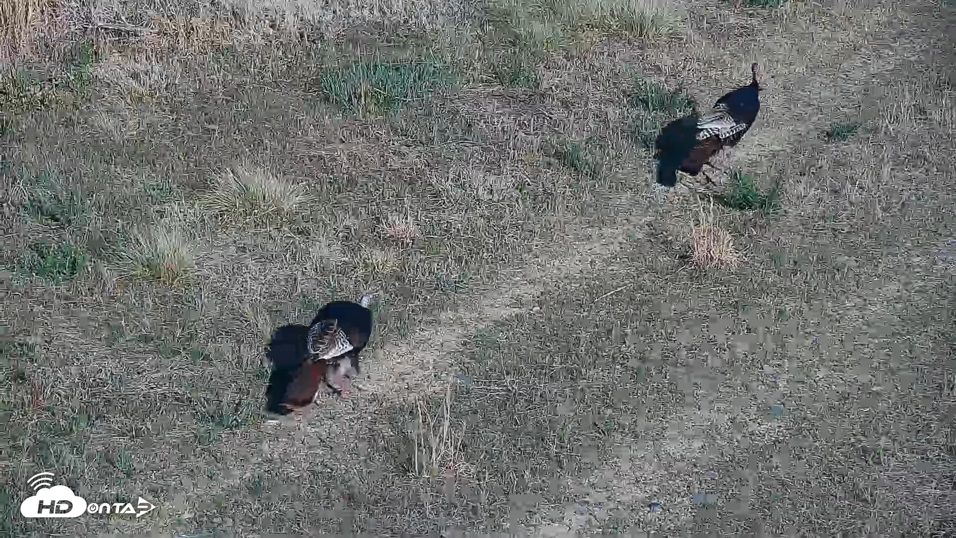 Snapshot of Hog Island Wildlife Management Area Live Cam taken Apr 17, 2026, 5:19pm EDT