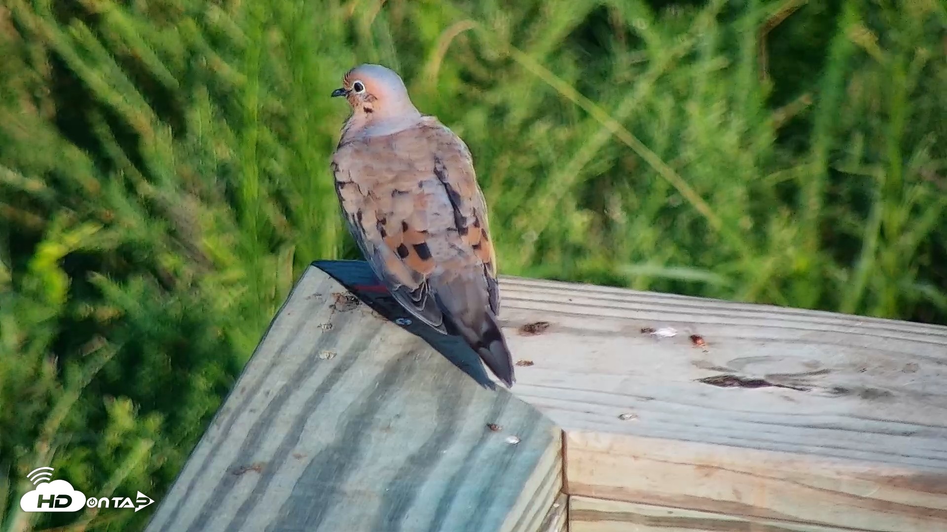 Snapshot of Hog Island Wildlife Management Area Live Cam taken Aug 23, 2026, 8:43am EDT