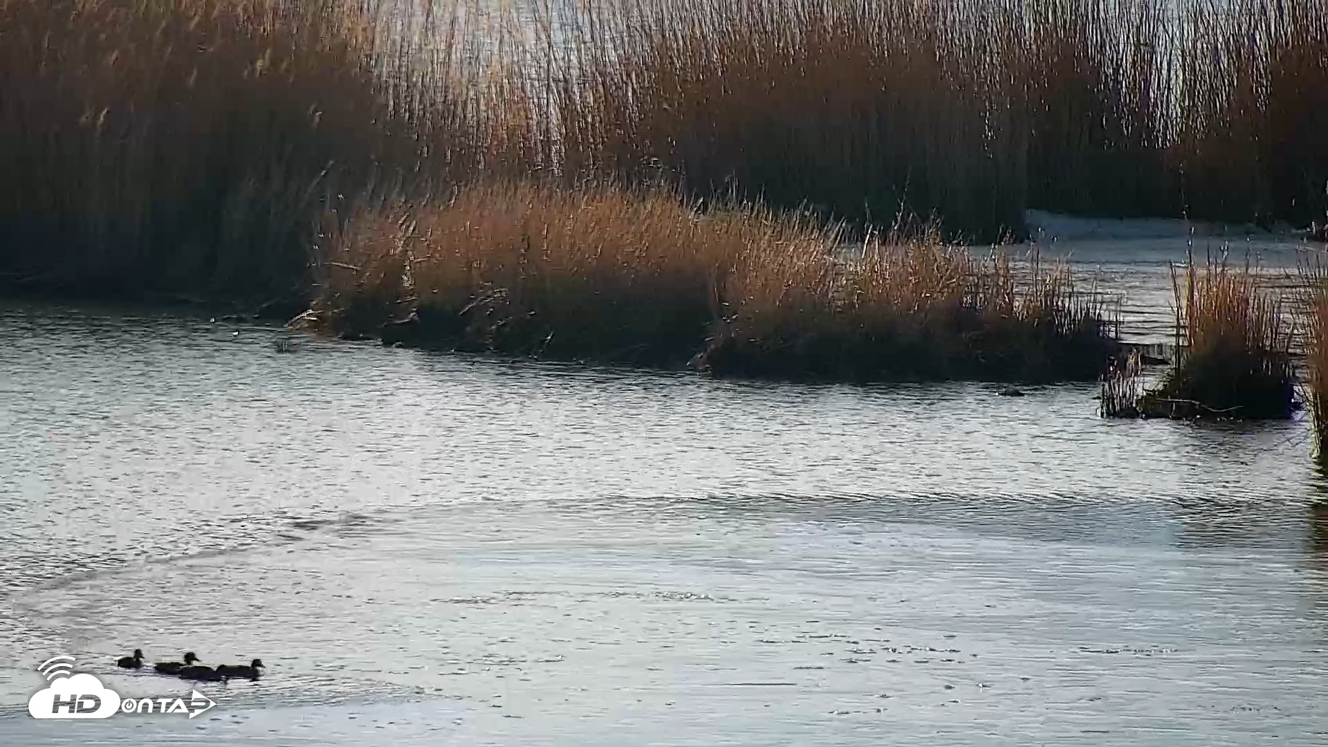 Snapshot of Hog Island Wildlife Management Area Live Cam taken Feb 5, 2026, 8:49am EST