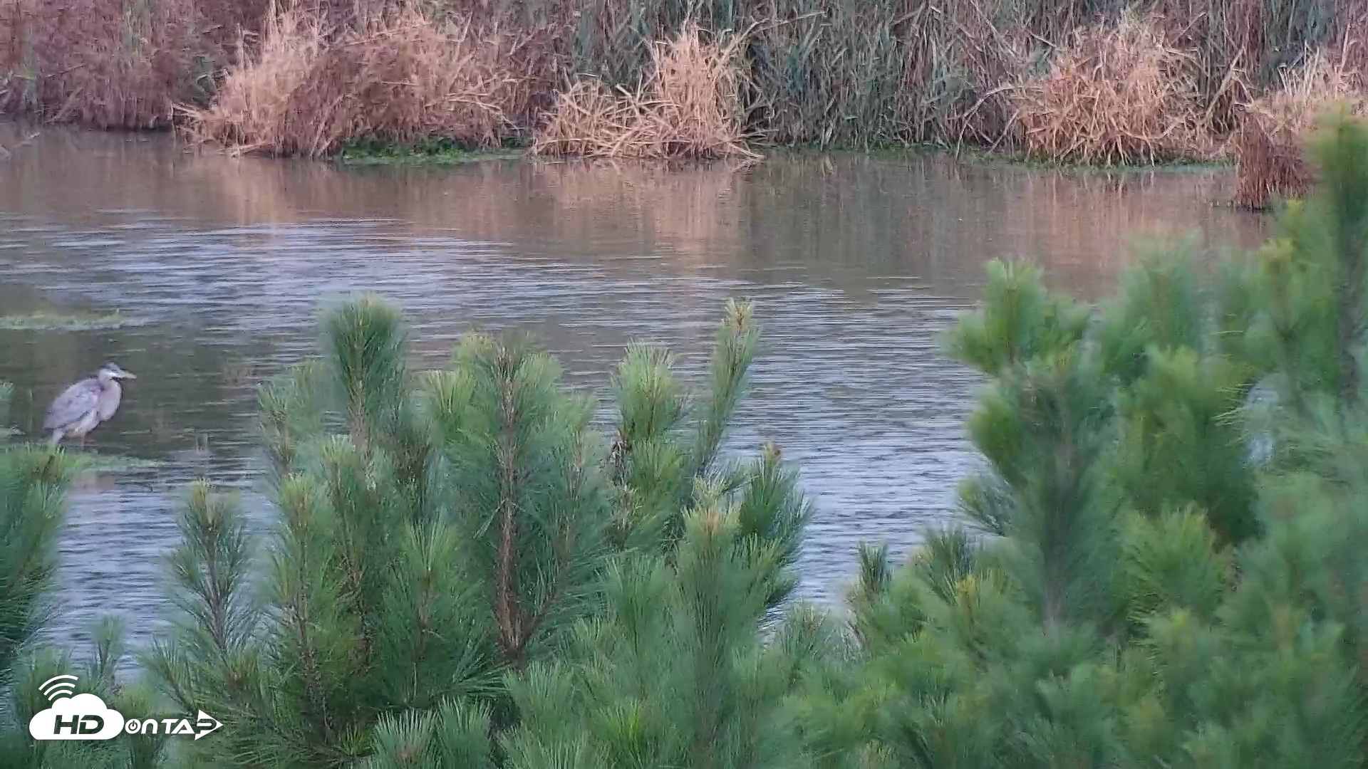 Snapshot of Hog Island Wildlife Management Area Live Cam taken Oct 19, 2025, 6:21pm EDT