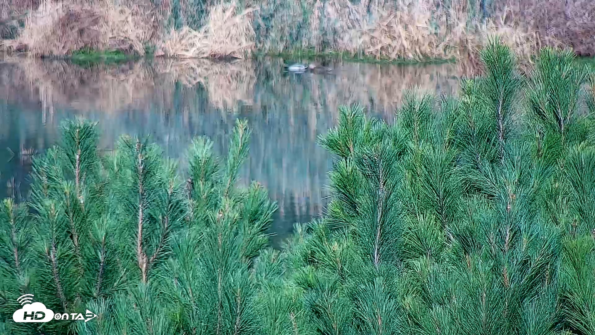 Snapshot of Hog Island Wildlife Management Area Live Cam taken Oct 21, 2025, 9:32am EDT