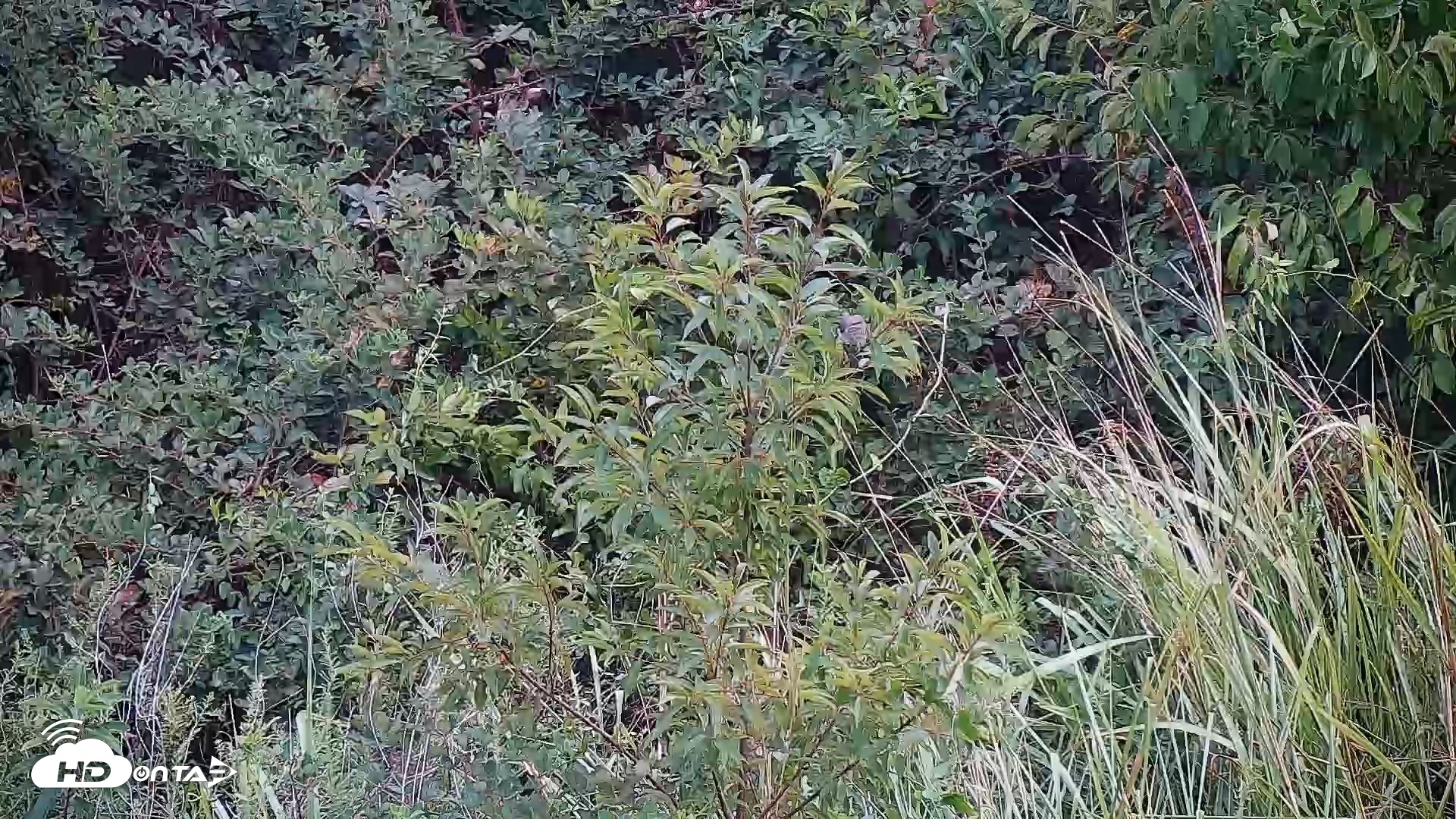 Snapshot of Hog Island Wildlife Management Area Live Cam taken Sep 4, 2026, 6:36pm EDT