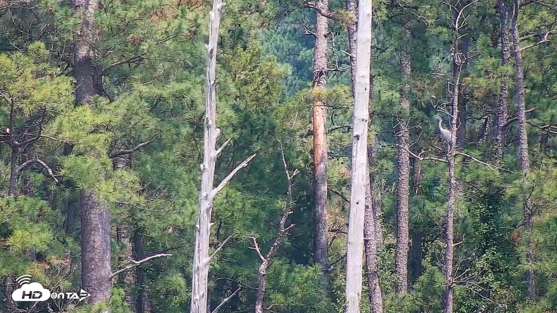 Snapshot of Hog Island Wildlife Management Area Live Cam taken Jul 10, 2026, 3:00pm EDT