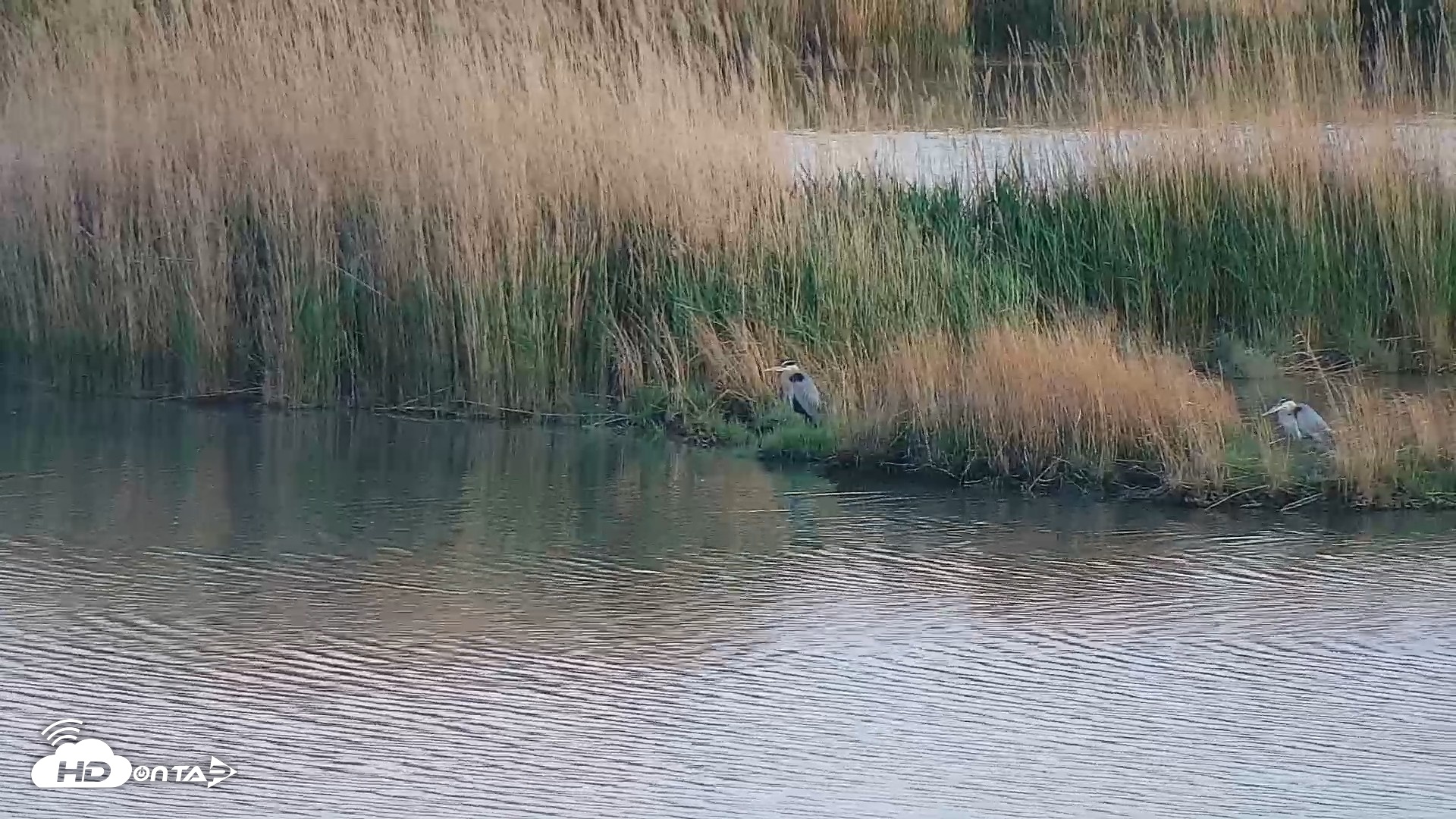 Snapshot of Hog Island Wildlife Management Area Live Cam taken Apr 14, 2026, 7:39pm EDT