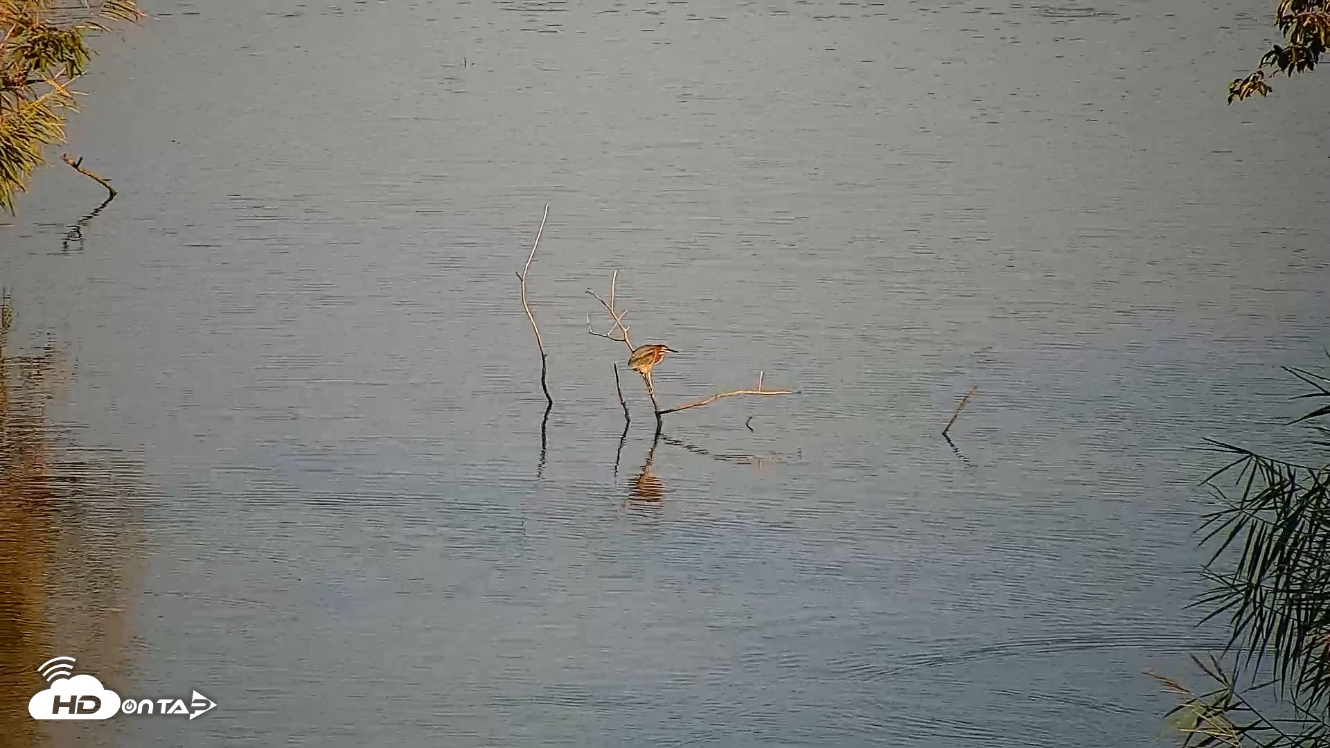 Snapshot of Hog Island Wildlife Management Area Live Cam taken Jul 24, 2025, 8:13am EDT
