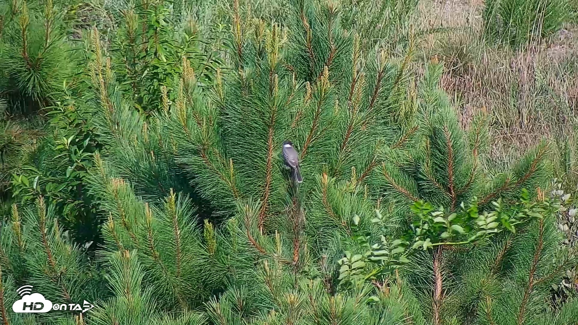 Snapshot of Hog Island Wildlife Management Area Live Cam taken Jul 14, 2025, 5:29pm EDT