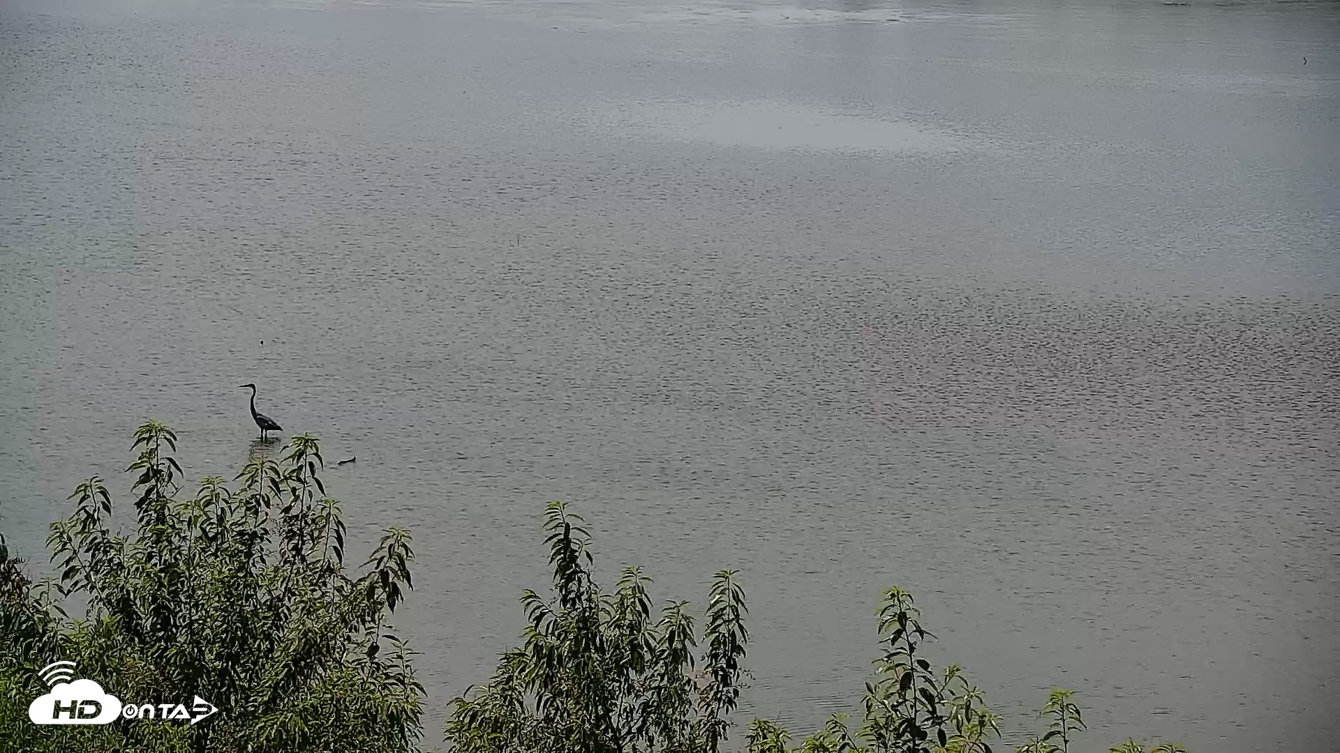 Snapshot of Hog Island Wildlife Management Area Live Cam taken Jun 11, 2026, 11:48am EDT