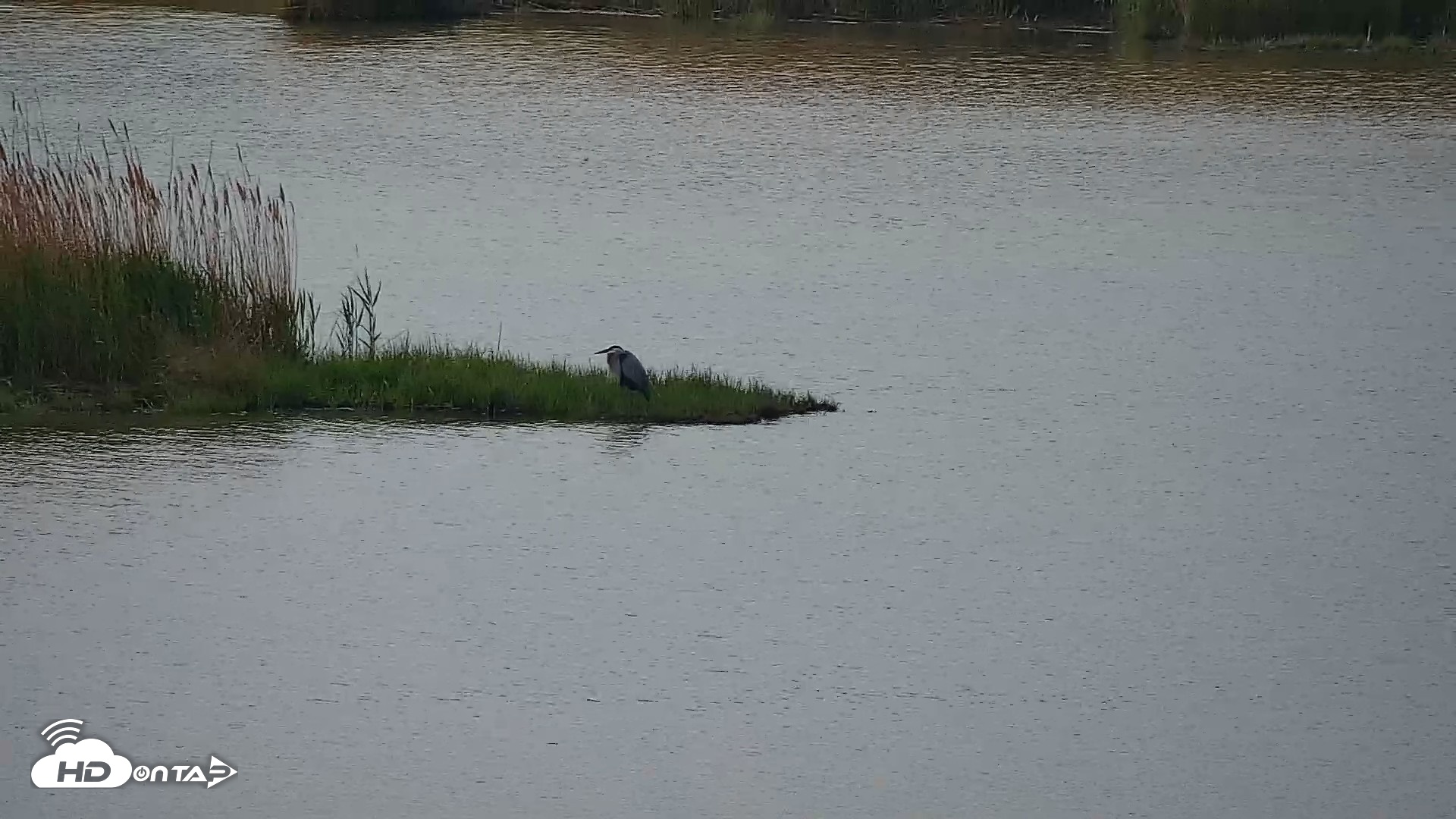 Snapshot of Hog Island Wildlife Management Area Live Cam taken Apr 14, 2026, 10:02am EDT