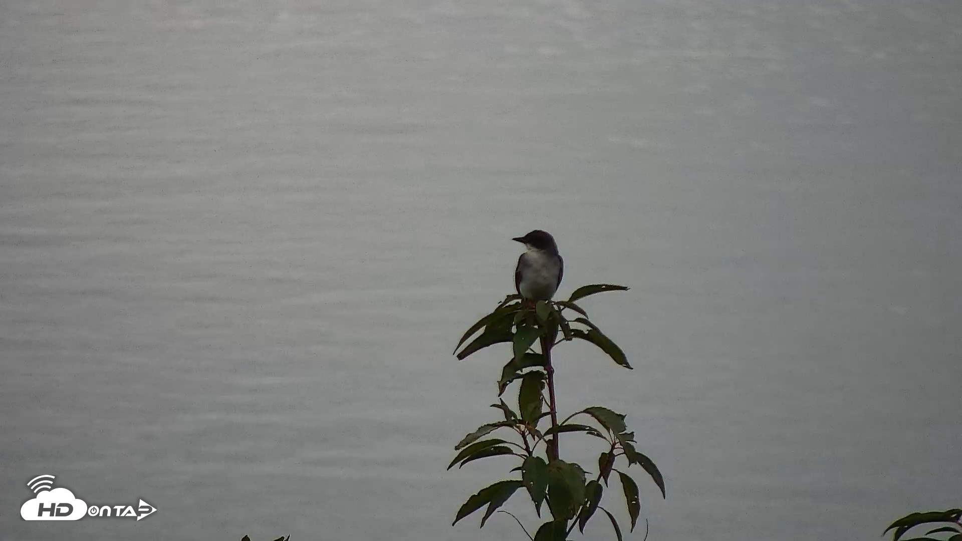 Snapshot of Hog Island Wildlife Management Area Live Cam taken Sep 13, 2026, 11:56am EDT