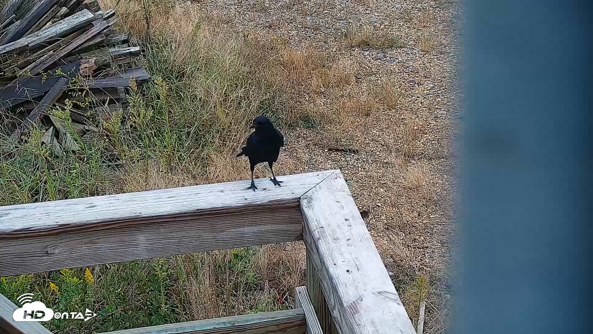 Snapshot of Hog Island Wildlife Management Area Live Cam taken Oct 11, 2026, 12:54pm EDT