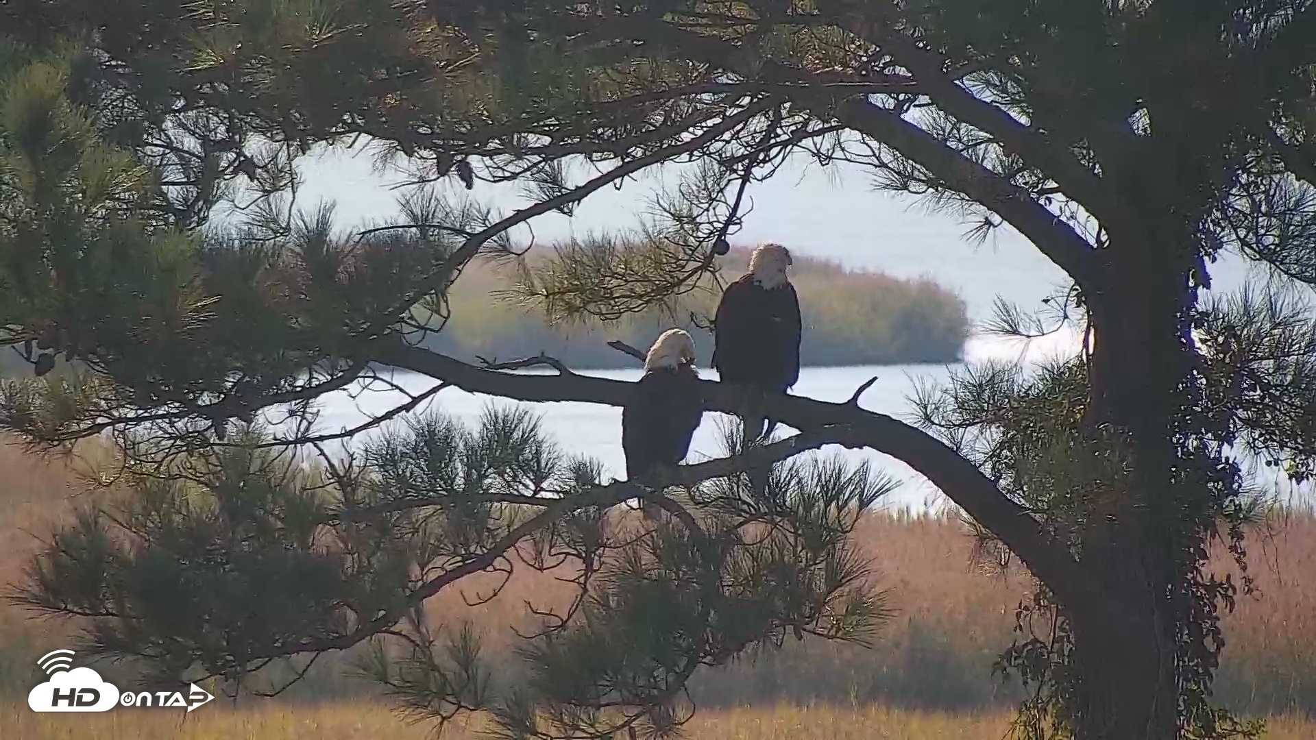 Snapshot of Hog Island Wildlife Management Area Live Cam taken Sep 5, 2026, 9:11am EDT