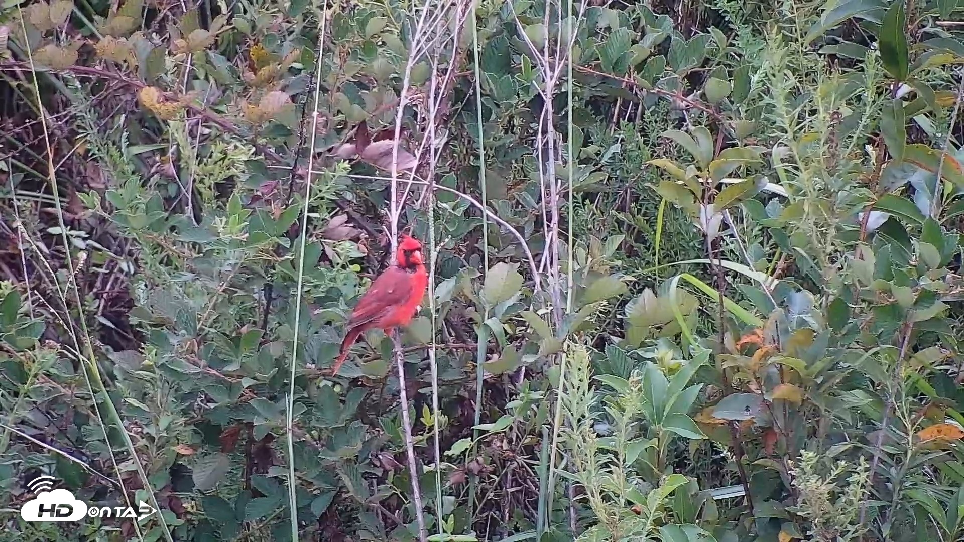 Snapshot of Hog Island Wildlife Management Area Live Cam taken Sep 4, 2026, 6:51pm EDT