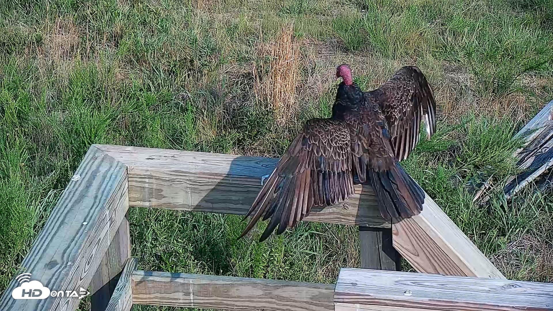 Snapshot of Hog Island Wildlife Management Area Live Cam taken Jul 2, 2026, 8:59am EDT