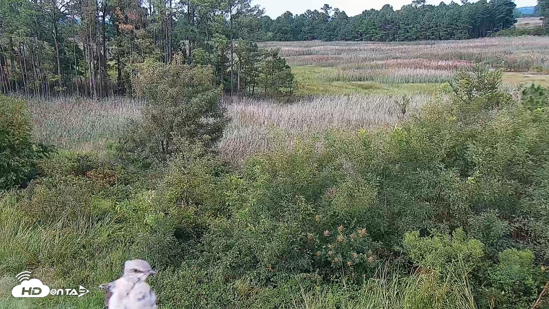Snapshot of Hog Island Wildlife Management Area Live Cam taken Aug 28, 2026, 4:21pm EDT