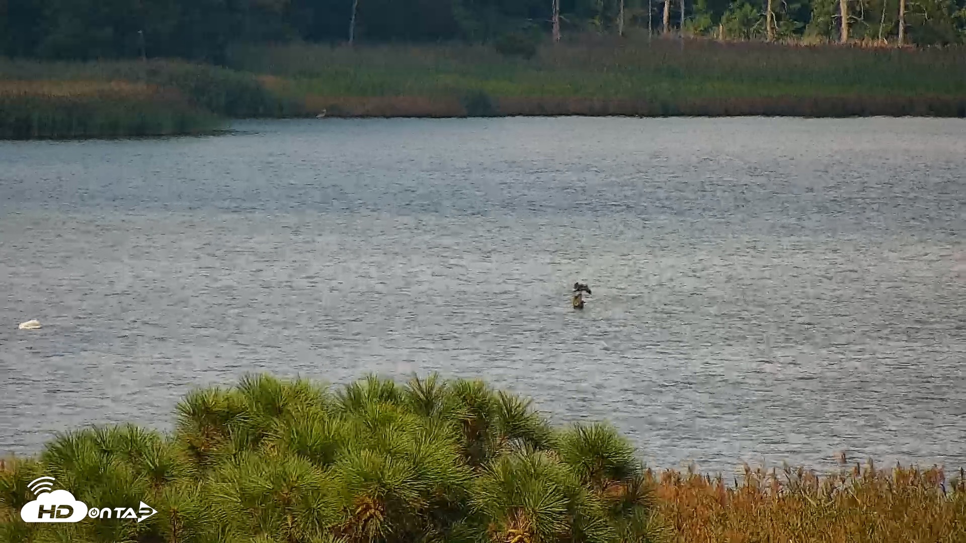Snapshot of Hog Island Wildlife Management Area Live Cam taken Aug 28, 2026, 11:03am EDT
