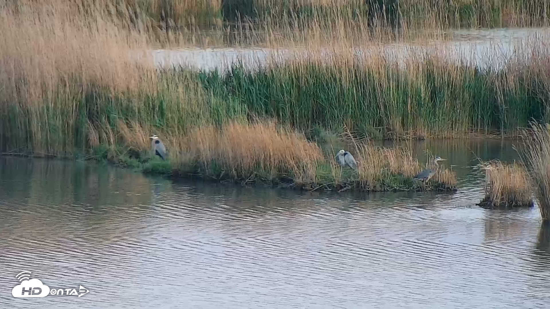 Snapshot of Hog Island Wildlife Management Area Live Cam taken Apr 14, 2026, 7:40pm EDT