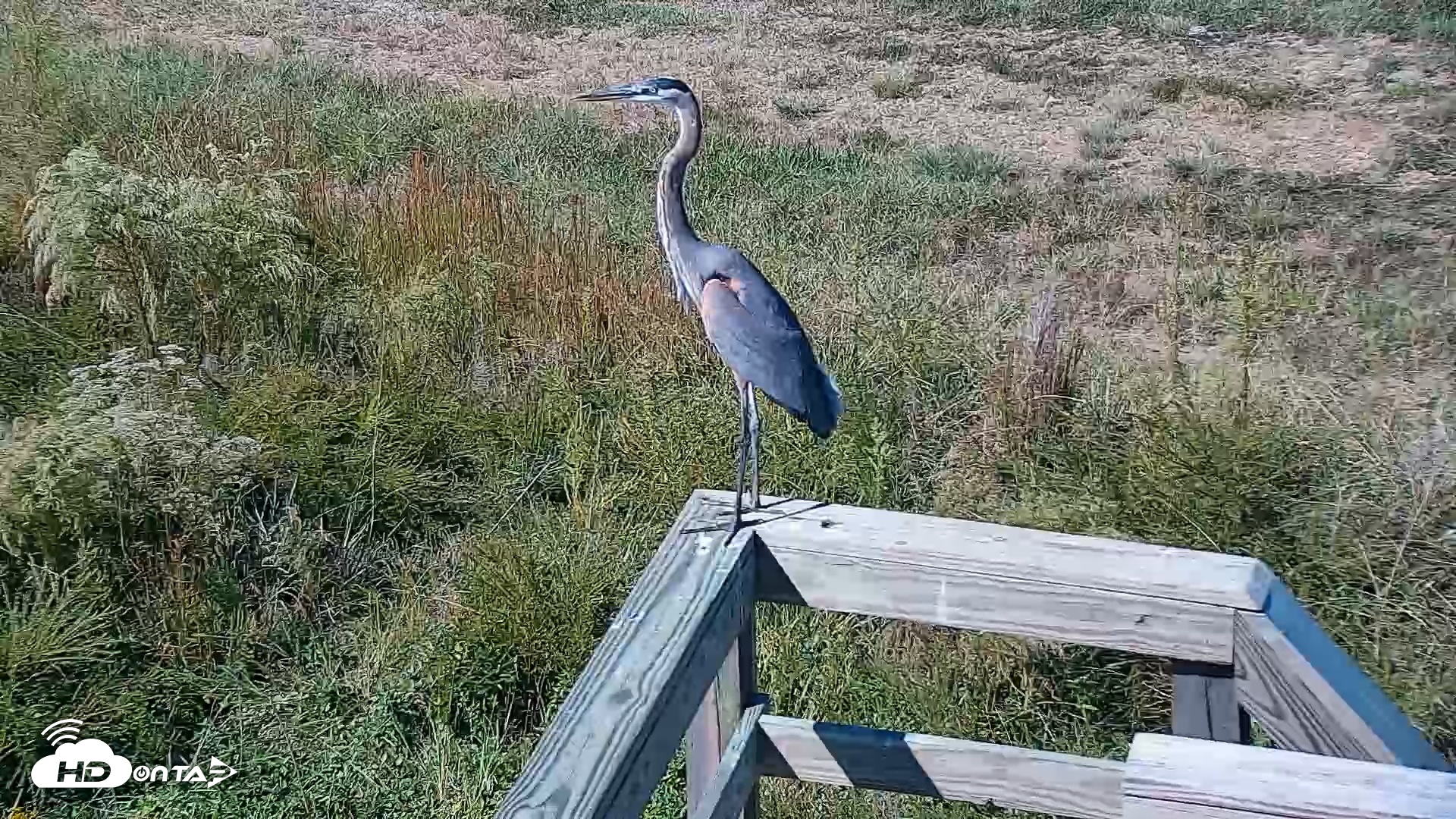 Snapshot of Hog Island Wildlife Management Area Live Cam taken Oct 14, 2026, 12:45pm EDT