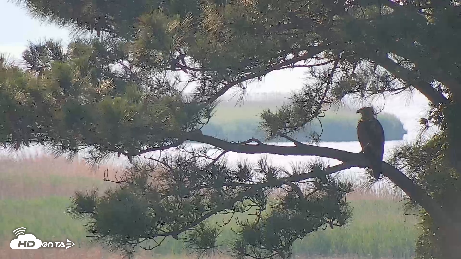 Snapshot of Hog Island Wildlife Management Area Live Cam taken May 16, 2025, 8:52am EDT