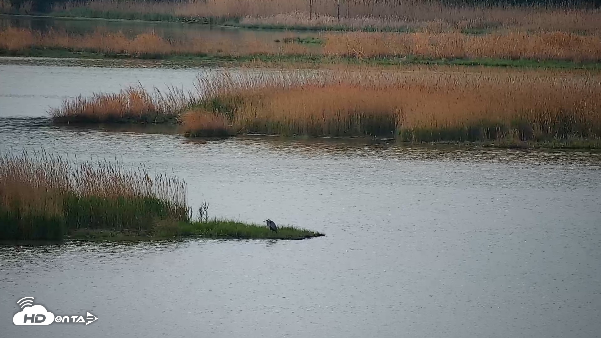 Snapshot of Hog Island Wildlife Management Area Live Cam taken Apr 14, 2026, 10:01am EDT