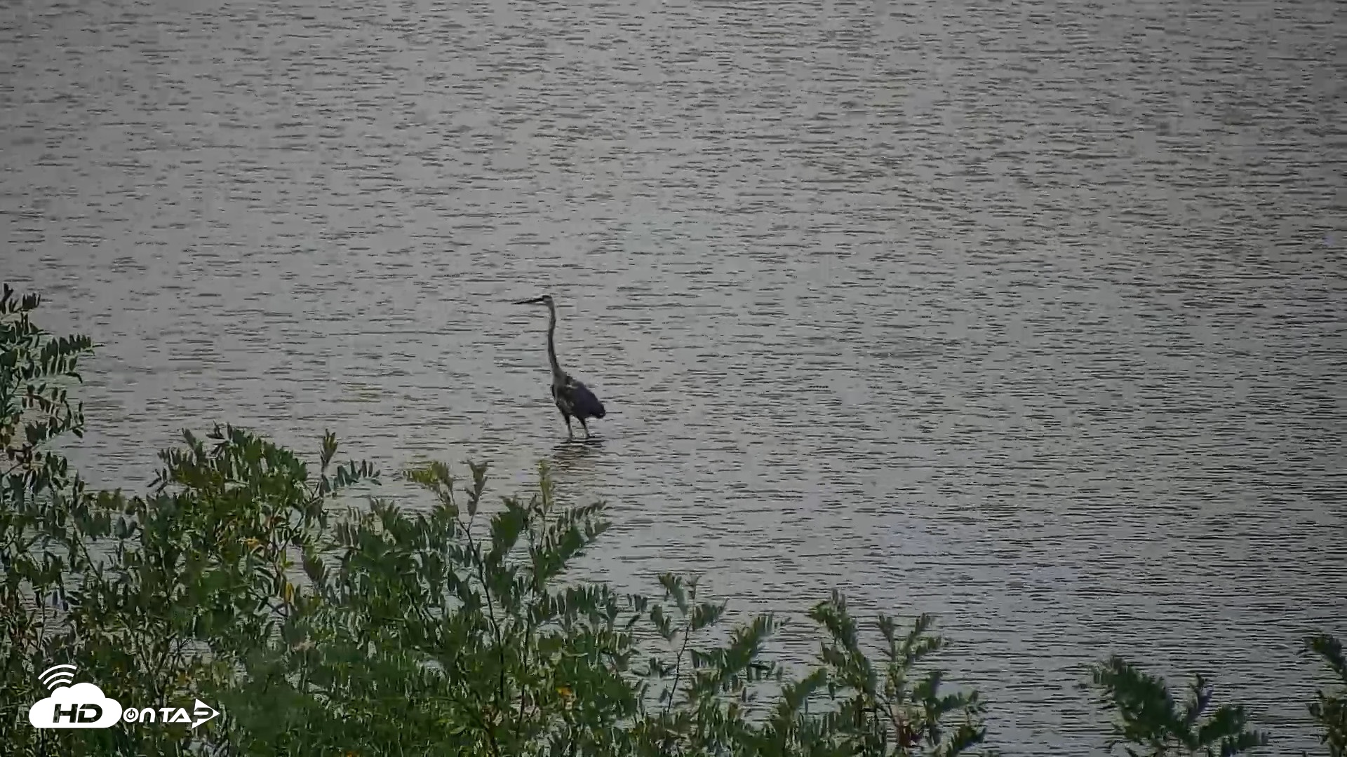 Snapshot of Hog Island Wildlife Management Area Live Cam taken Jun 23, 2026, 12:30pm EDT