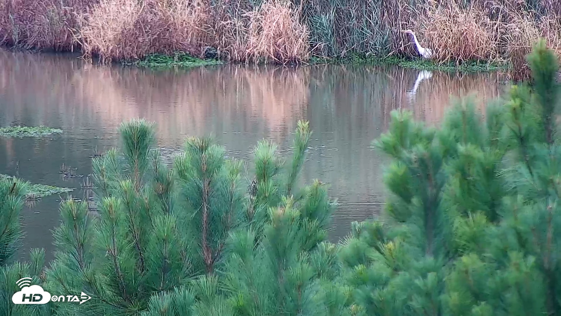Snapshot of Hog Island Wildlife Management Area Live Cam taken Oct 11, 2025, 9:46am EDT