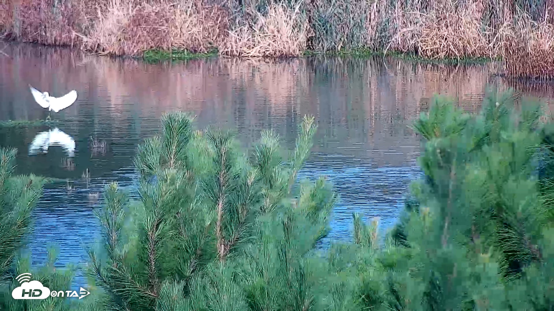 Snapshot of Hog Island Wildlife Management Area Live Cam taken Oct 19, 2025, 9:08am EDT