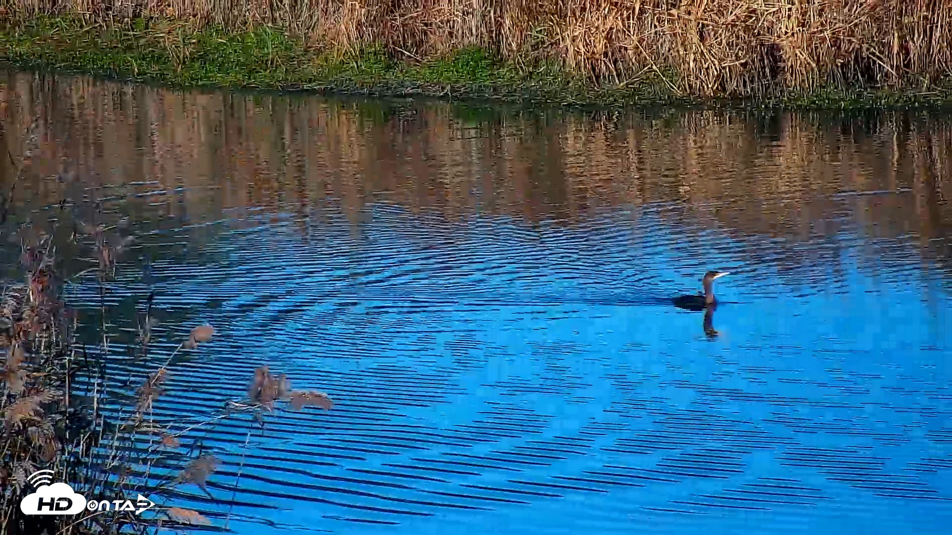 Snapshot of Hog Island Wildlife Management Area Live Cam taken Nov 14, 2025, 8:08am EST