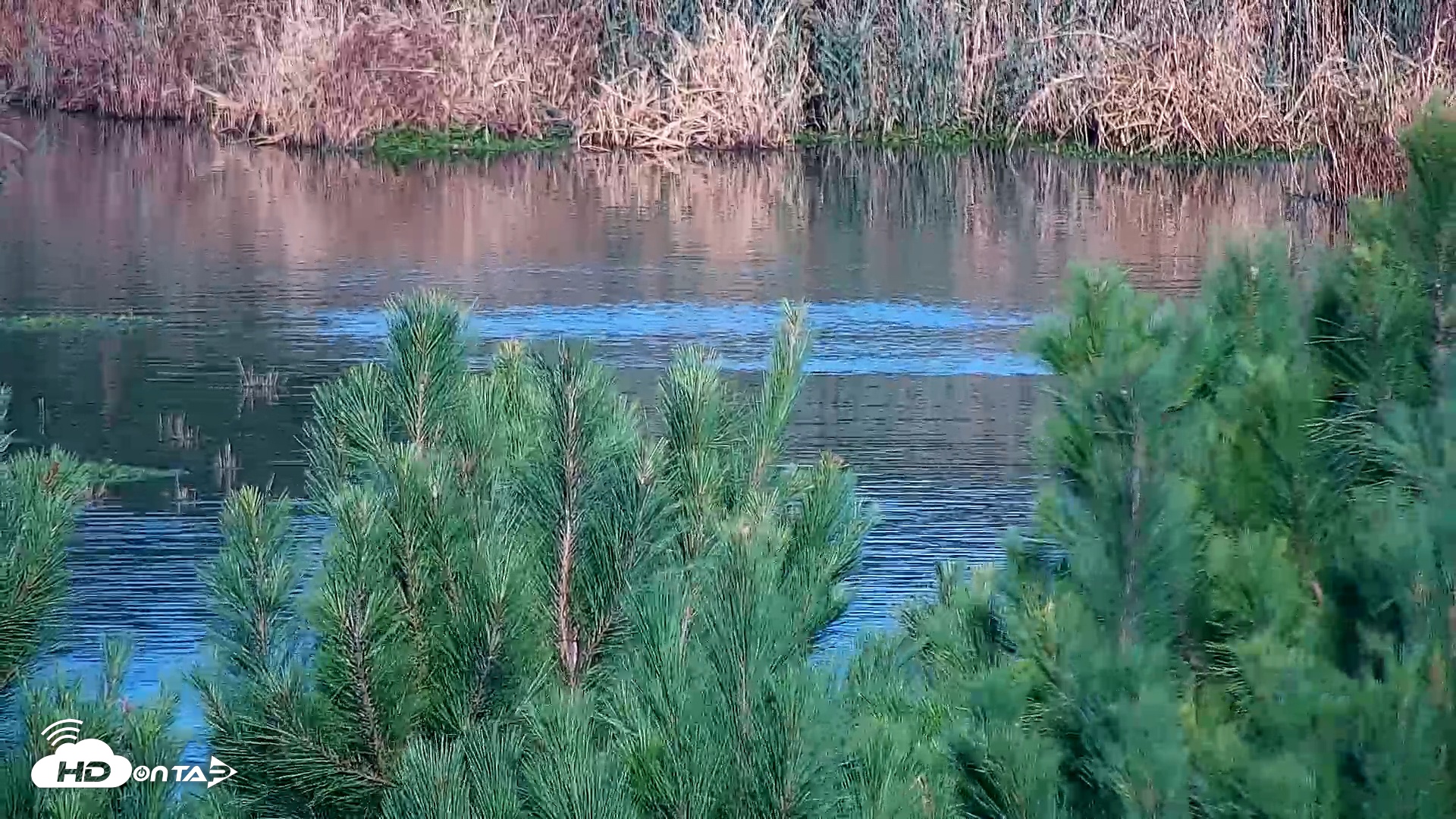 Snapshot of Hog Island Wildlife Management Area Live Cam taken Oct 19, 2025, 9:04am EDT