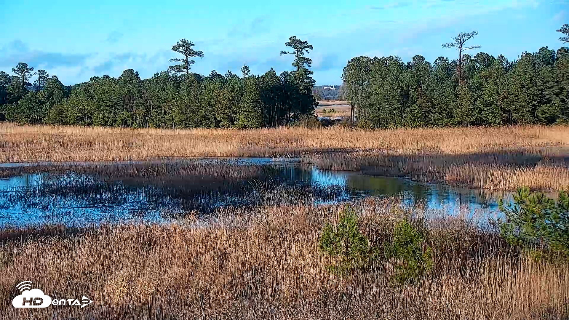 Snapshot of Hog Island Wildlife Management Area Live Cam taken Mar 12, 2026, 6:33pm EDT