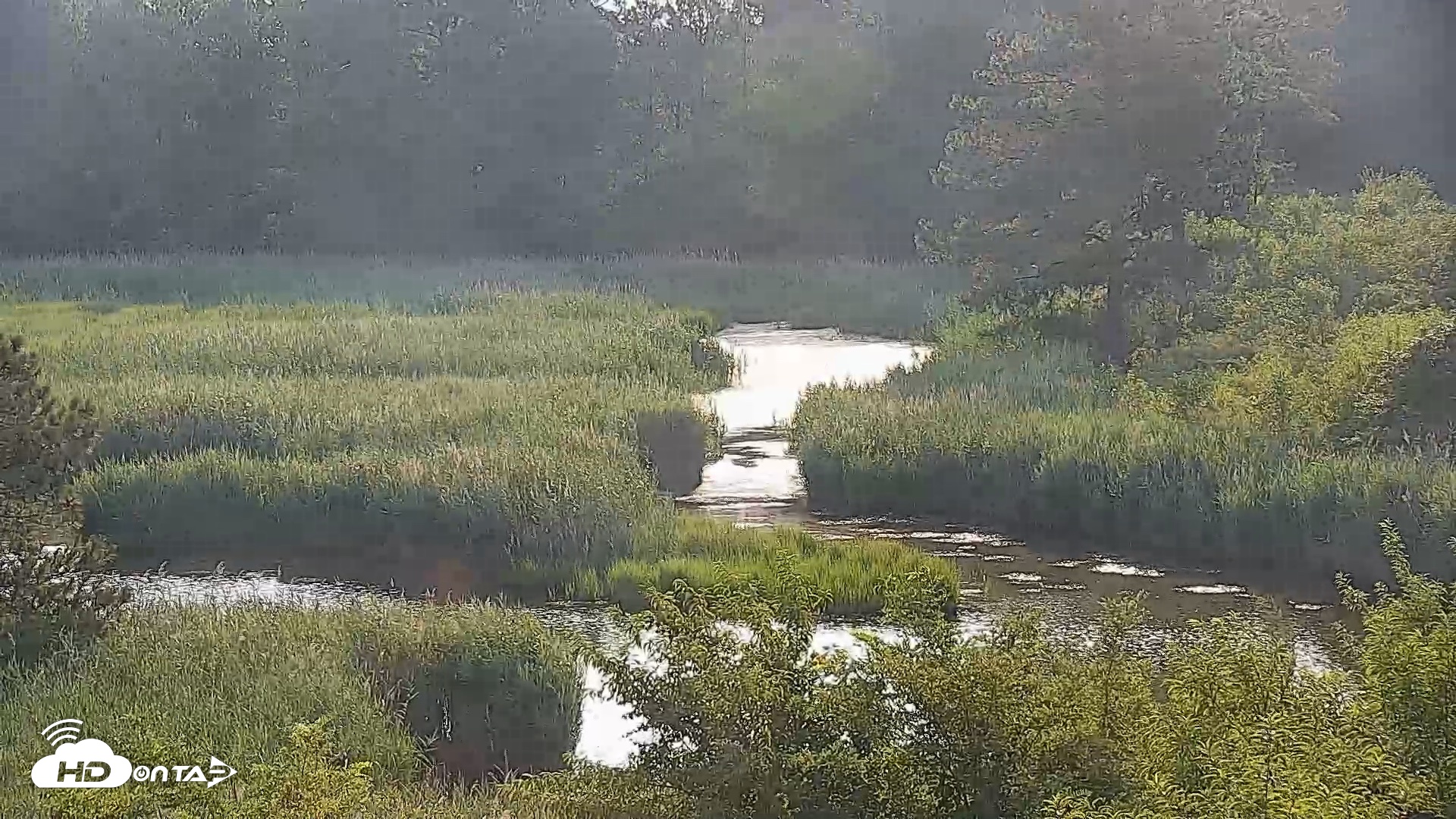 Snapshot of Hog Island Wildlife Management Area Live Cam taken Jul 2, 2026, 8:02am EDT