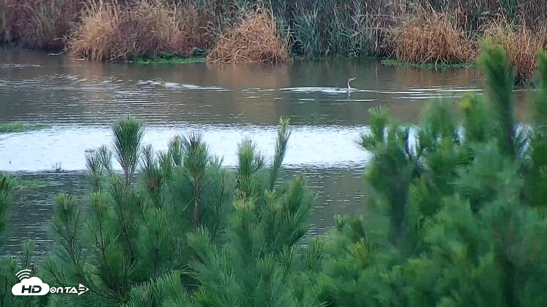 Snapshot of Hog Island Wildlife Management Area Live Cam taken Oct 12, 2025, 1:42pm EDT