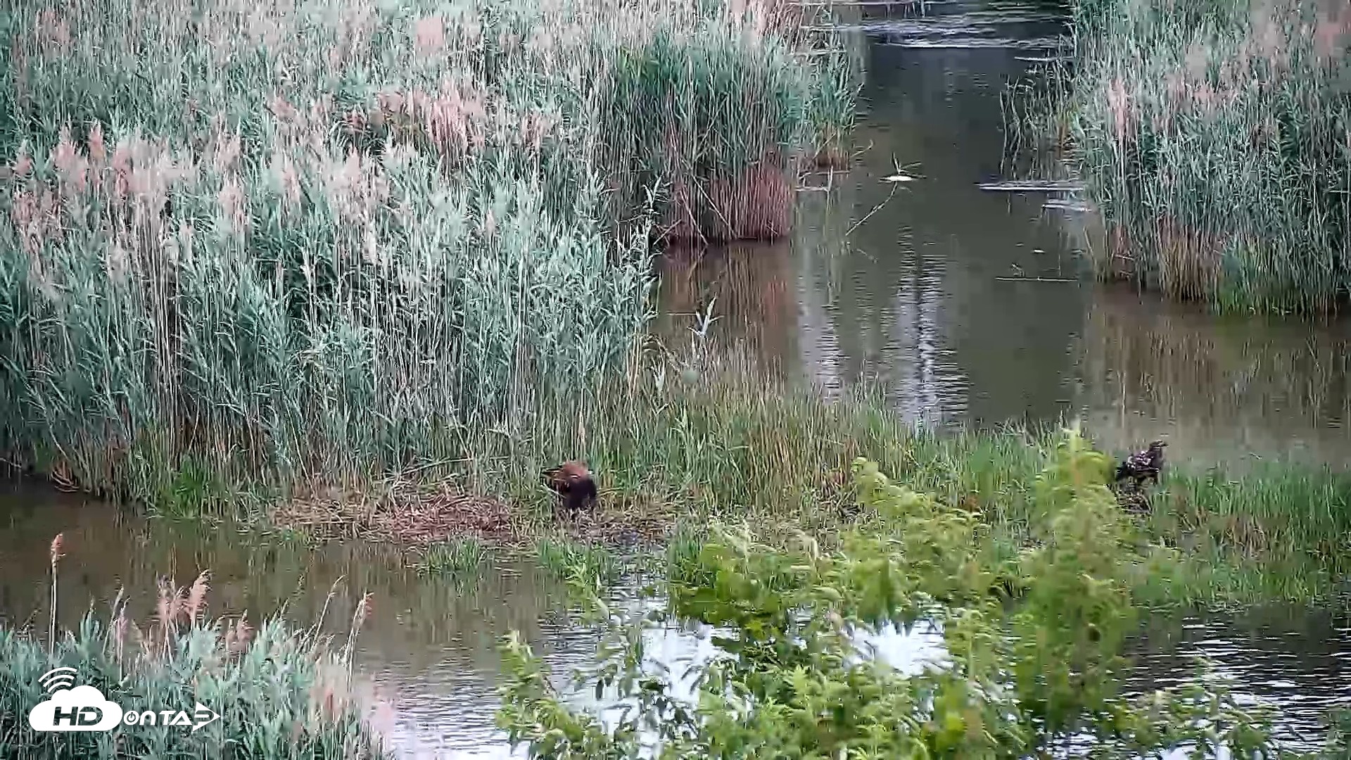 Snapshot of Hog Island Wildlife Management Area Live Cam taken May 27, 2026, 12:55pm EDT