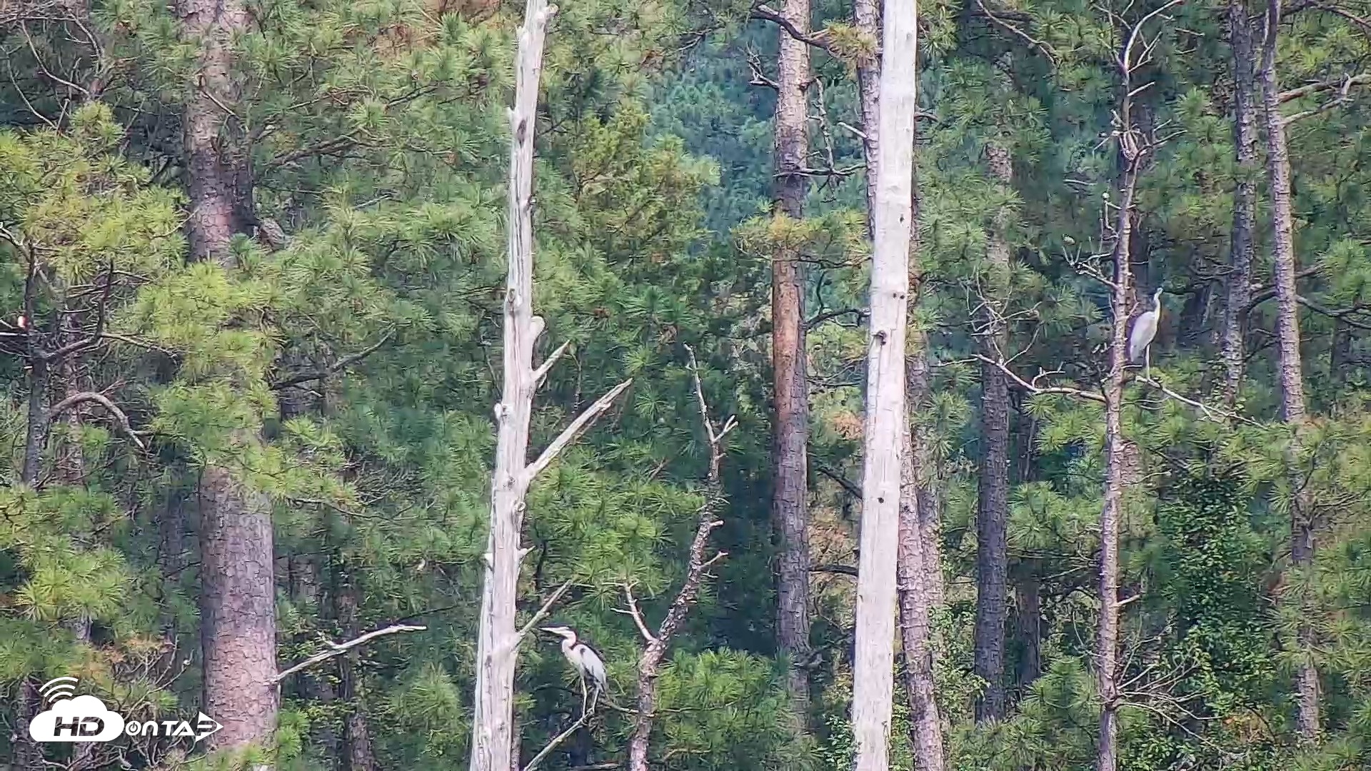 Snapshot of Hog Island Wildlife Management Area Live Cam taken Jul 10, 2026, 3:41pm EDT