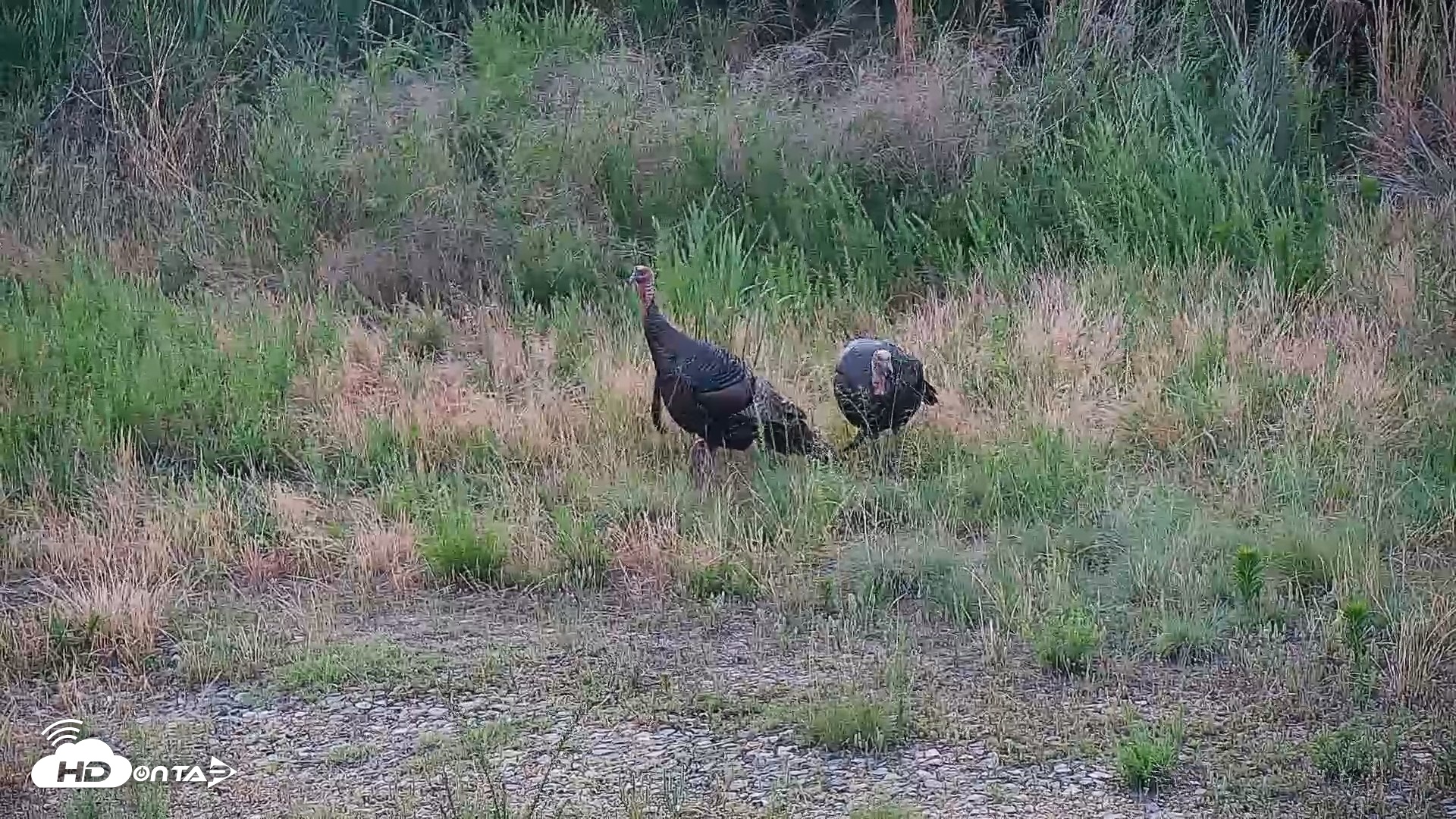 Snapshot of Hog Island Wildlife Management Area Live Cam taken Jun 16, 2026, 6:09pm EDT