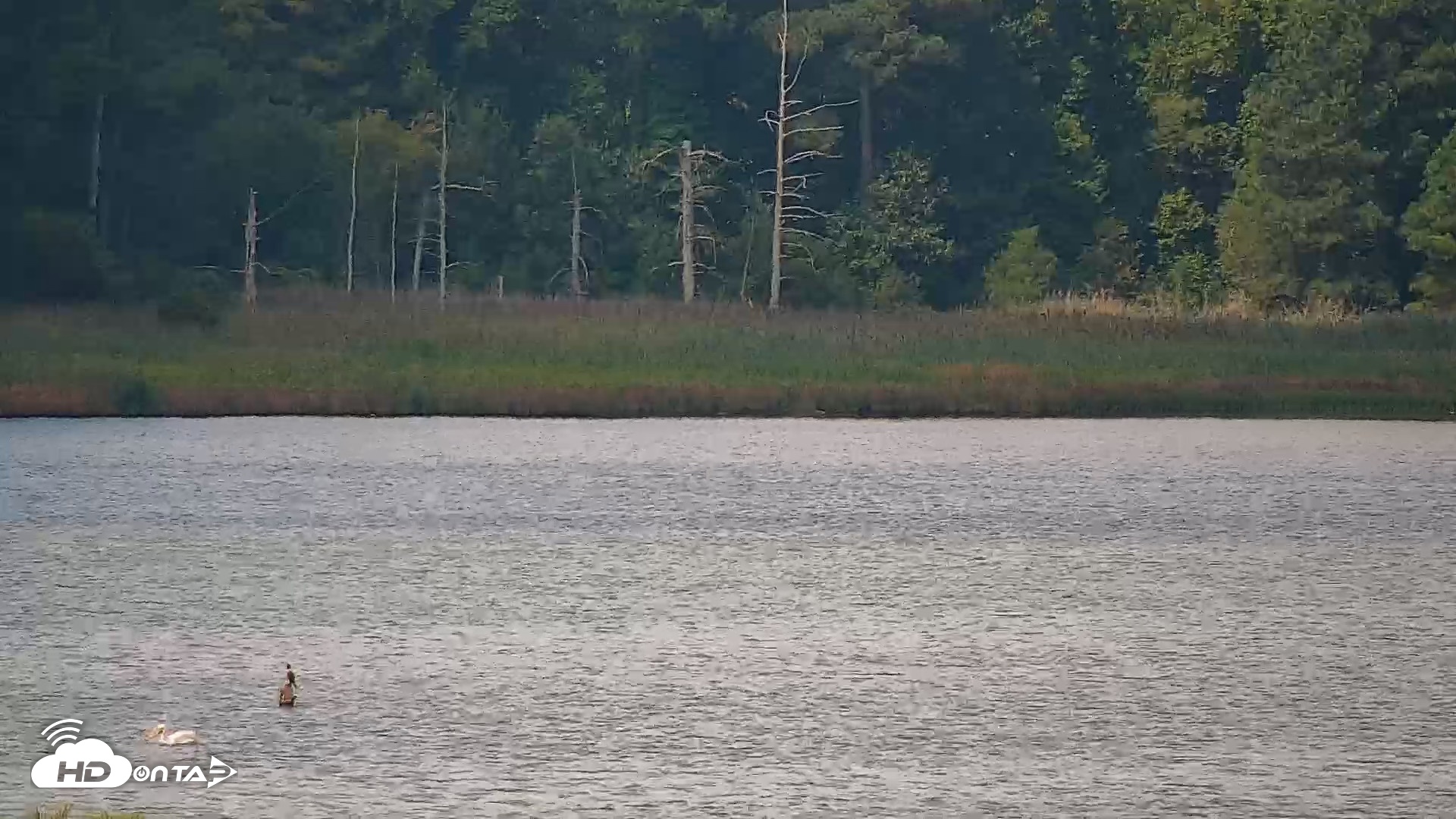 Snapshot of Hog Island Wildlife Management Area Live Cam taken Aug 28, 2026, 11:02am EDT