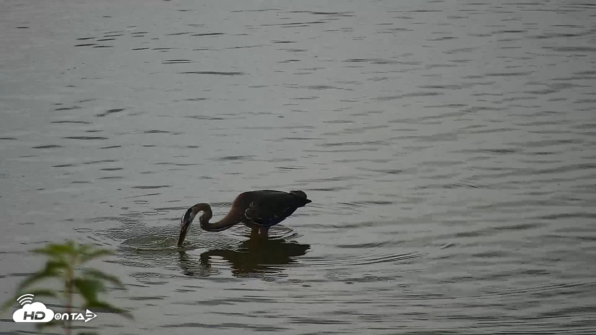 Snapshot of Hog Island Wildlife Management Area Live Cam taken Jun 23, 2026, 1:21pm EDT