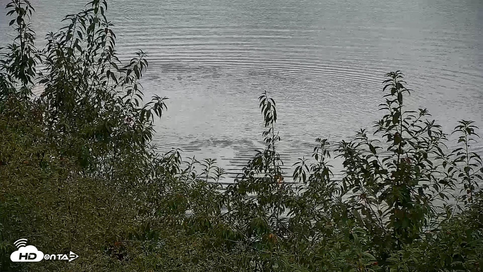 Snapshot of Hog Island Wildlife Management Area Live Cam taken Sep 13, 2026, 11:58am EDT