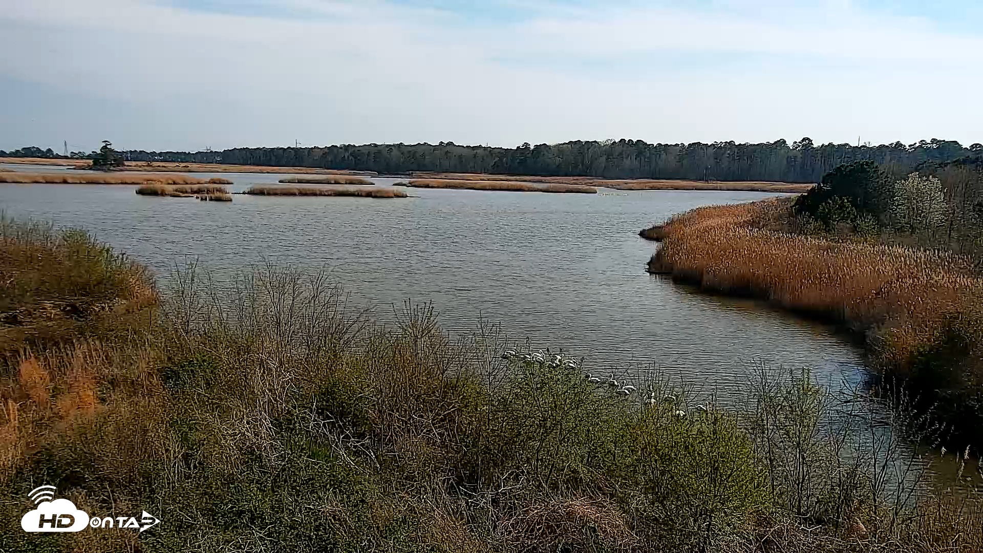 Snapshot of Hog Island Wildlife Management Area Live Cam taken Mar 22, 2026, 4:09pm EDT