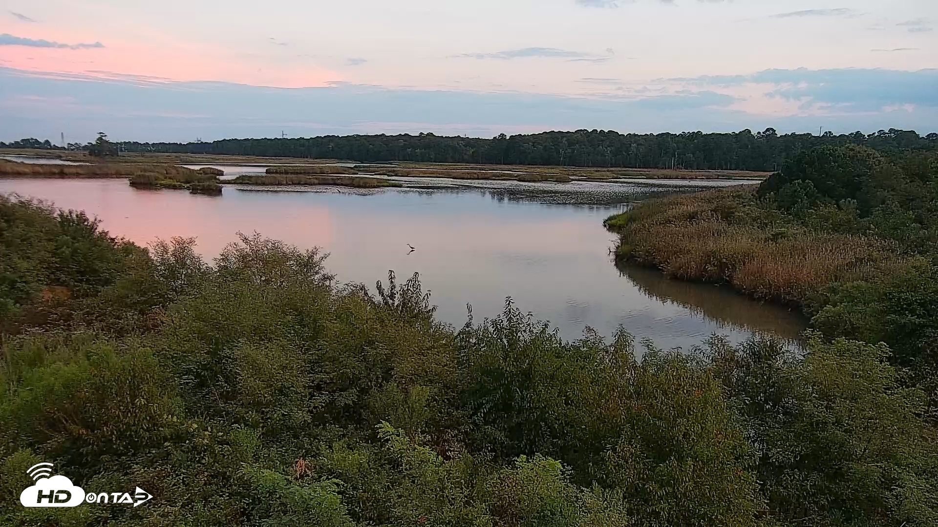 Snapshot of Hog Island Wildlife Management Area Live Cam taken Aug 31, 2026, 7:35pm EDT