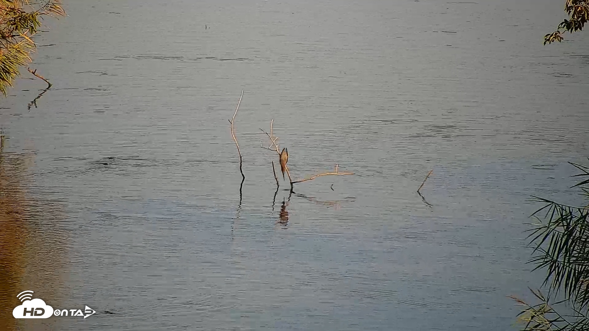 Snapshot of Hog Island Wildlife Management Area Live Cam taken Jul 24, 2025, 8:15am EDT