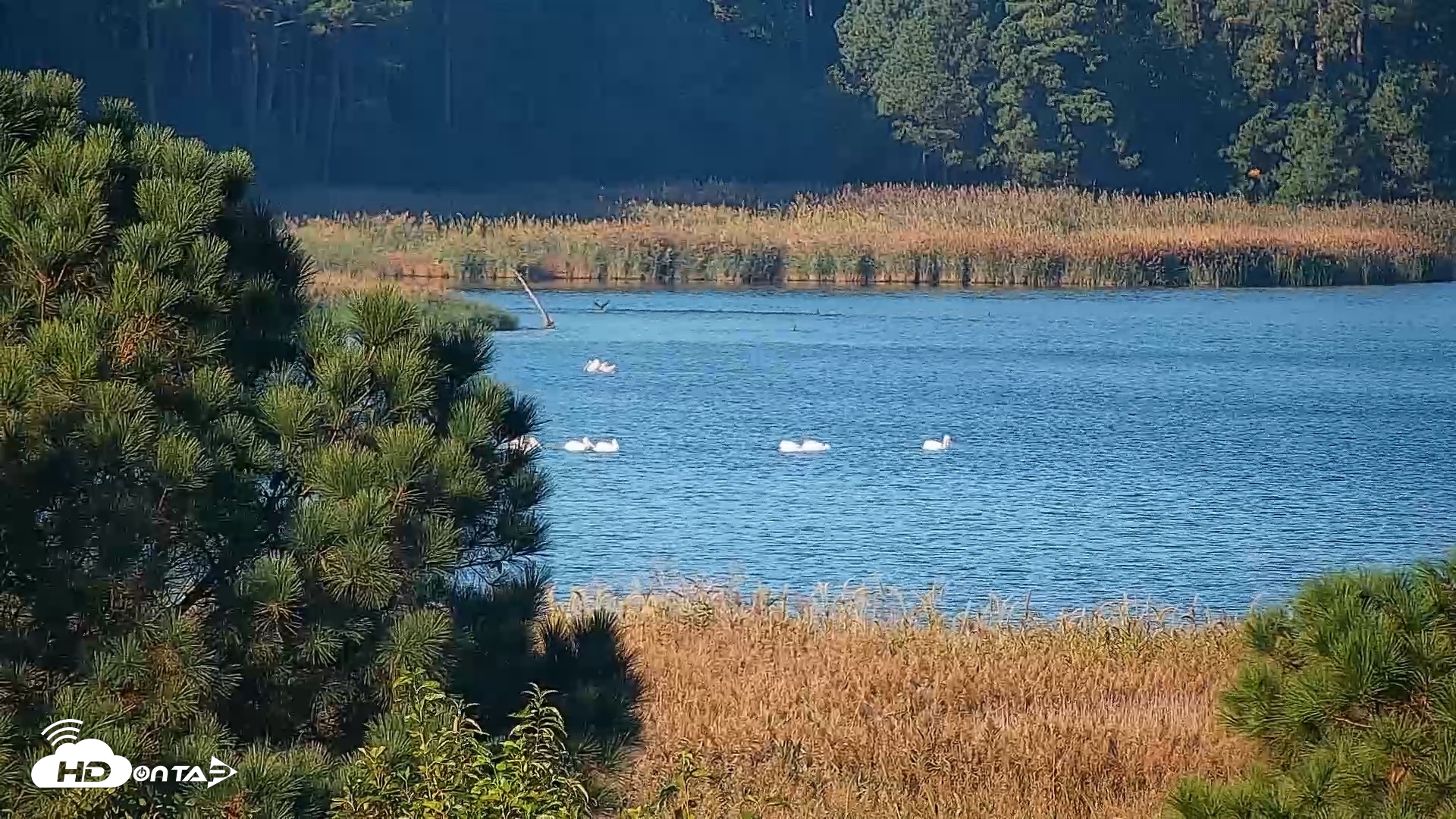 Snapshot of Hog Island Wildlife Management Area Live Cam taken Oct 14, 2026, 8:53am EDT