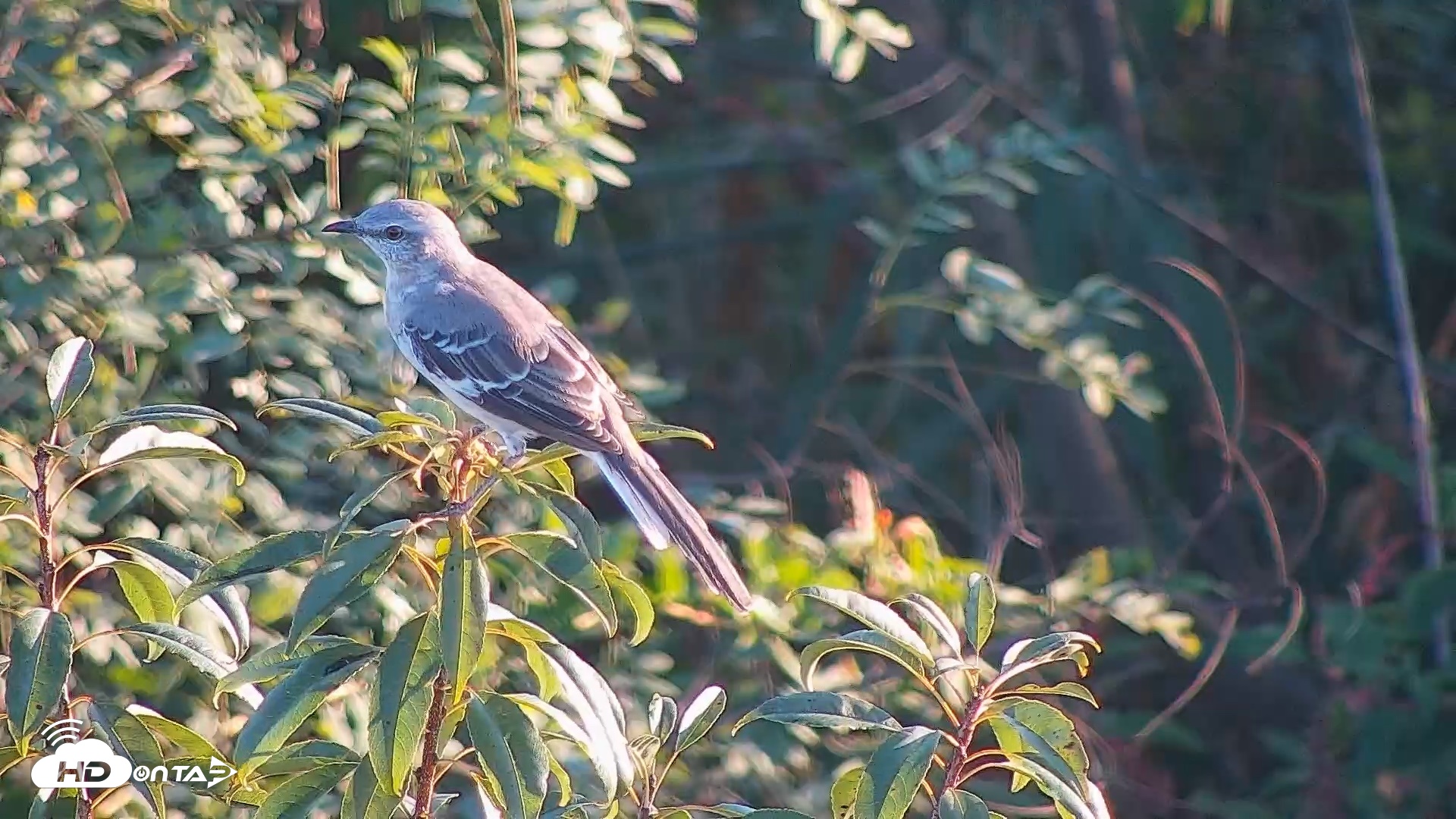 Snapshot of Hog Island Wildlife Management Area Live Cam taken Sep 13, 2026, 6:28pm EDT