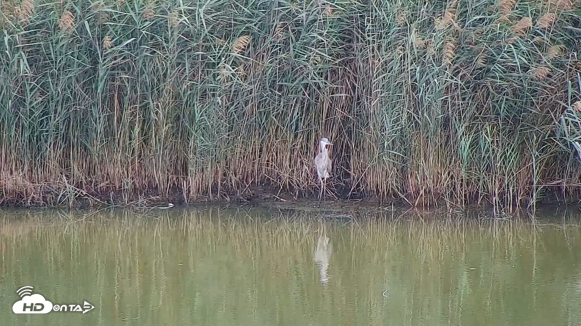 Snapshot of Hog Island Wildlife Management Area Live Cam taken Sep 13, 2026, 11:55am EDT