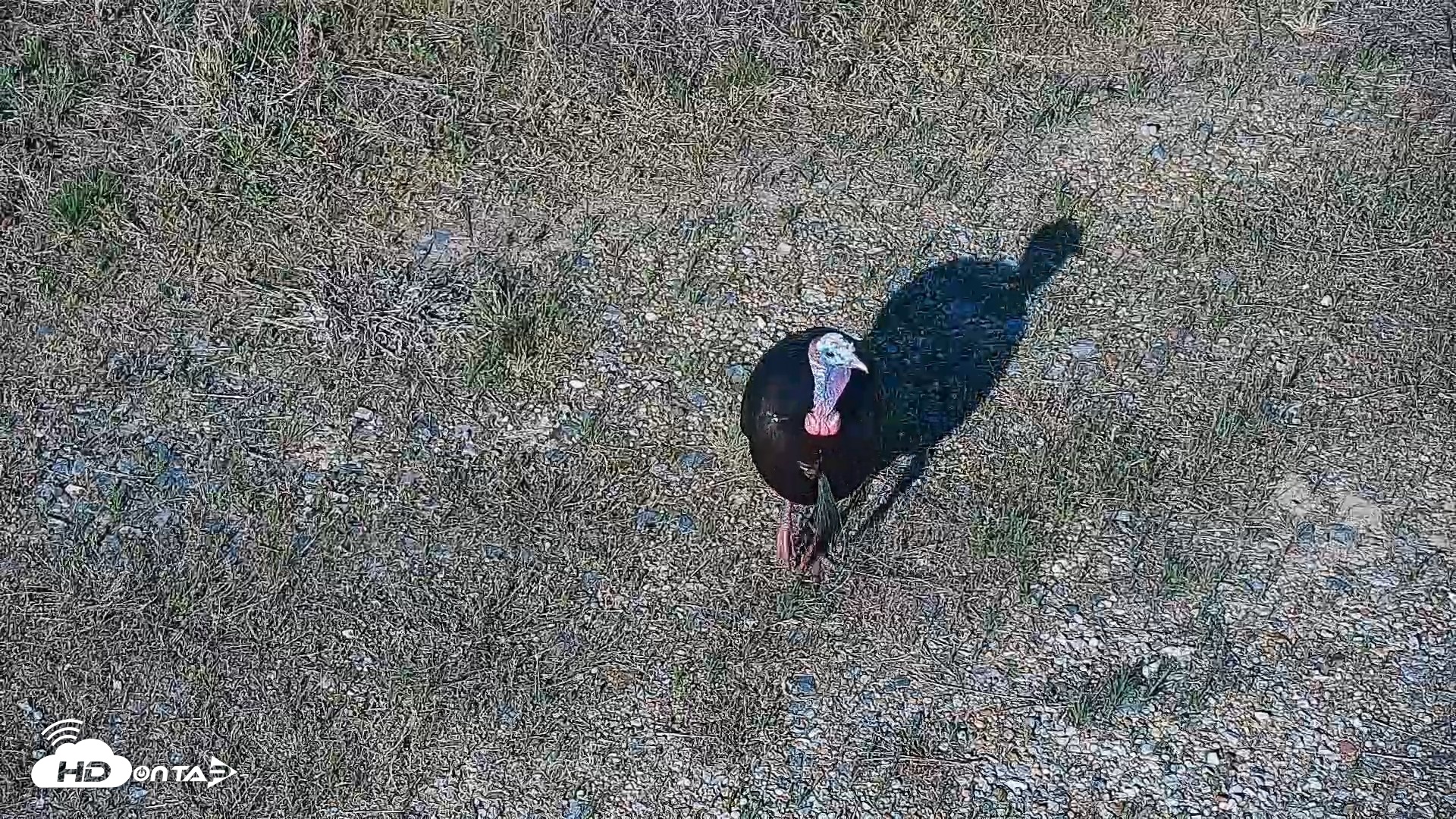 Snapshot of Hog Island Wildlife Management Area Live Cam taken Apr 17, 2026, 5:18pm EDT