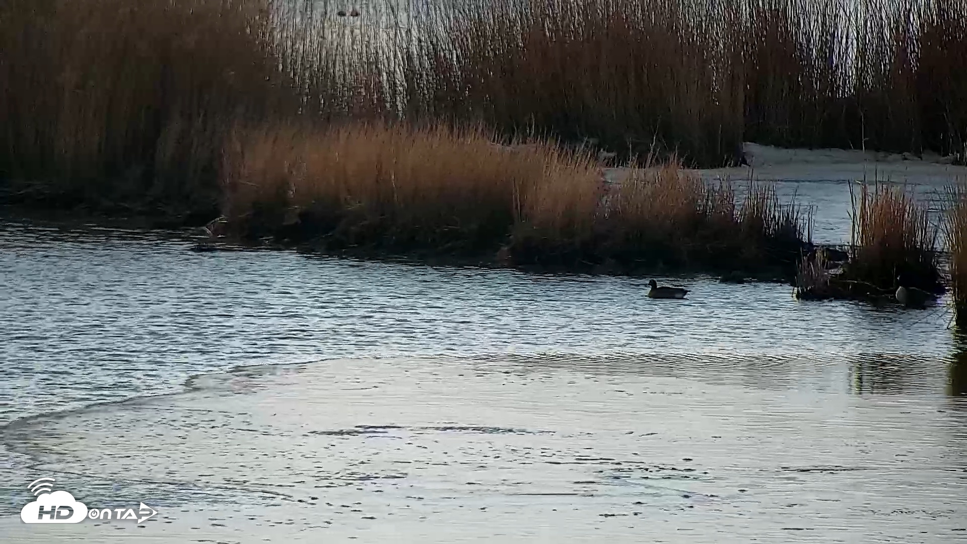 Snapshot of Hog Island Wildlife Management Area Live Cam taken Feb 5, 2026, 8:26am EST