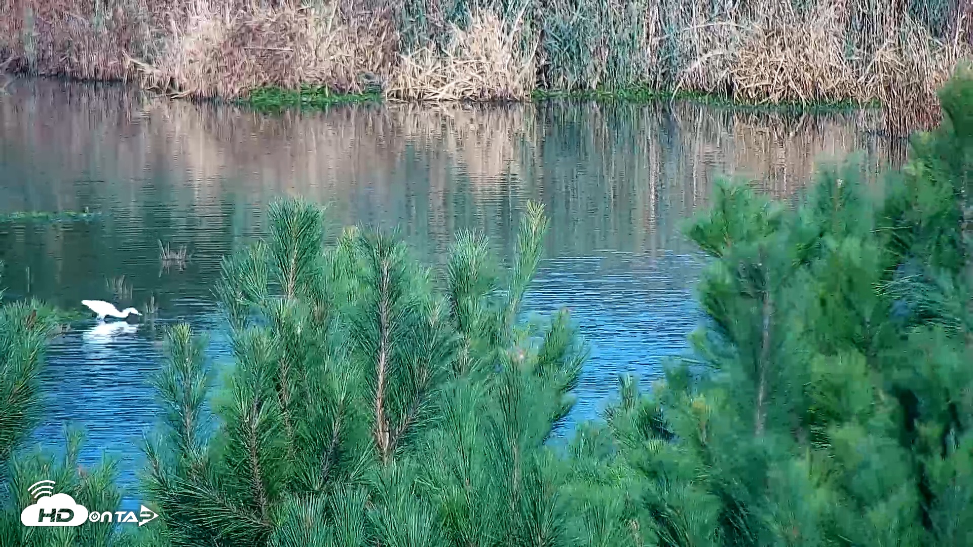 Snapshot of Hog Island Wildlife Management Area Live Cam taken Oct 19, 2025, 9:10am EDT