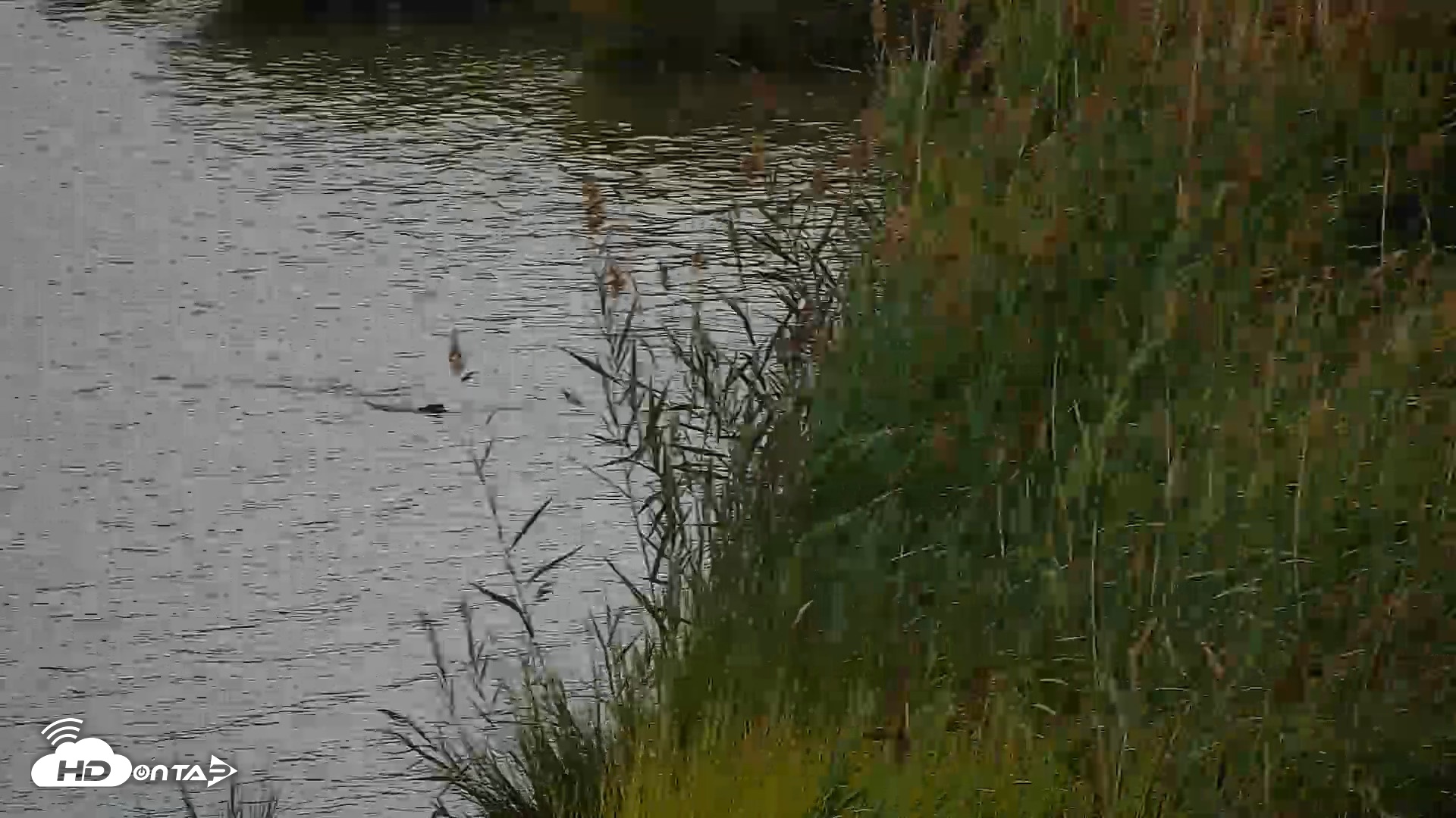 Snapshot of Hog Island Wildlife Management Area Live Cam taken Aug 29, 2026, 5:58pm EDT