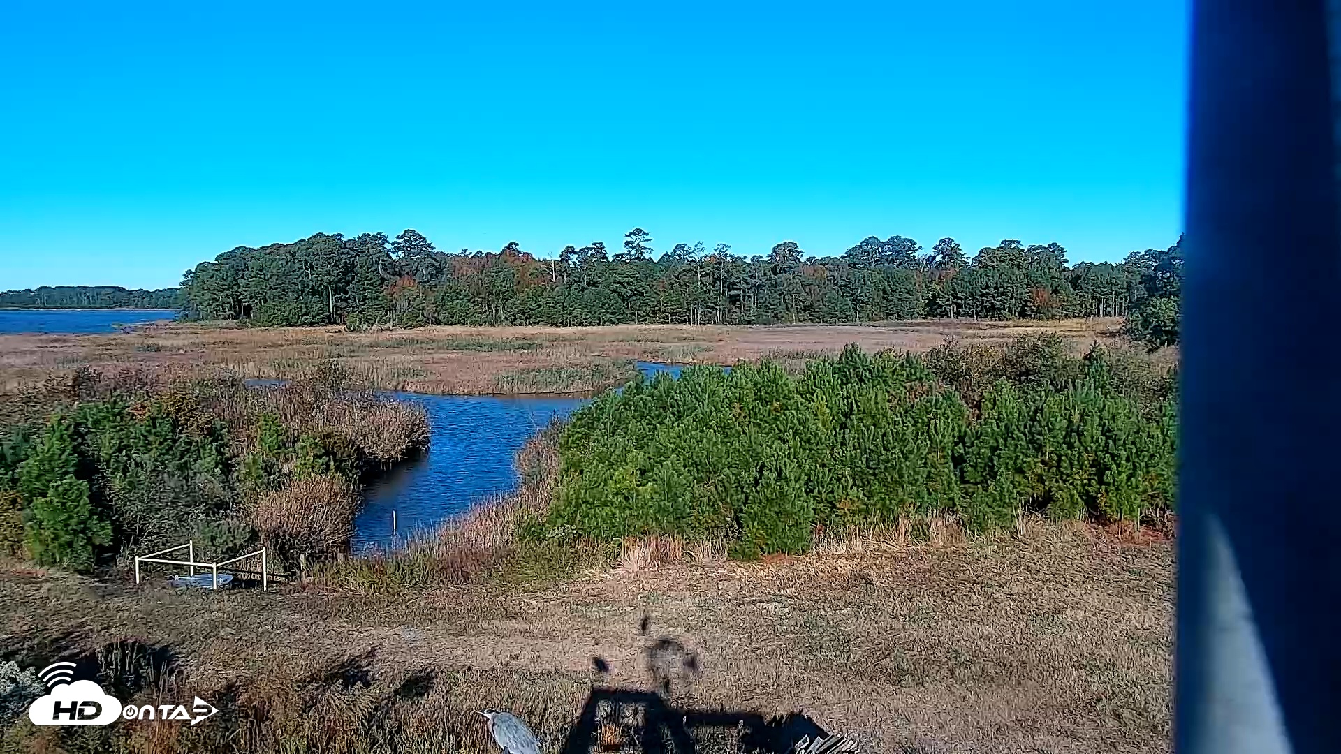 Snapshot of Hog Island Wildlife Management Area Live Cam taken Oct 31, 2025, 9:09am EDT