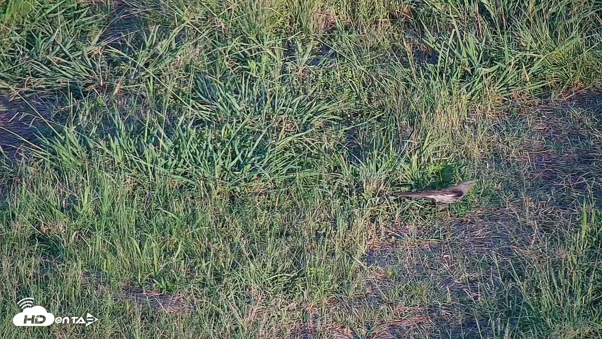 Snapshot of Hog Island Wildlife Management Area Live Cam taken Jul 31, 2026, 7:27pm EDT
