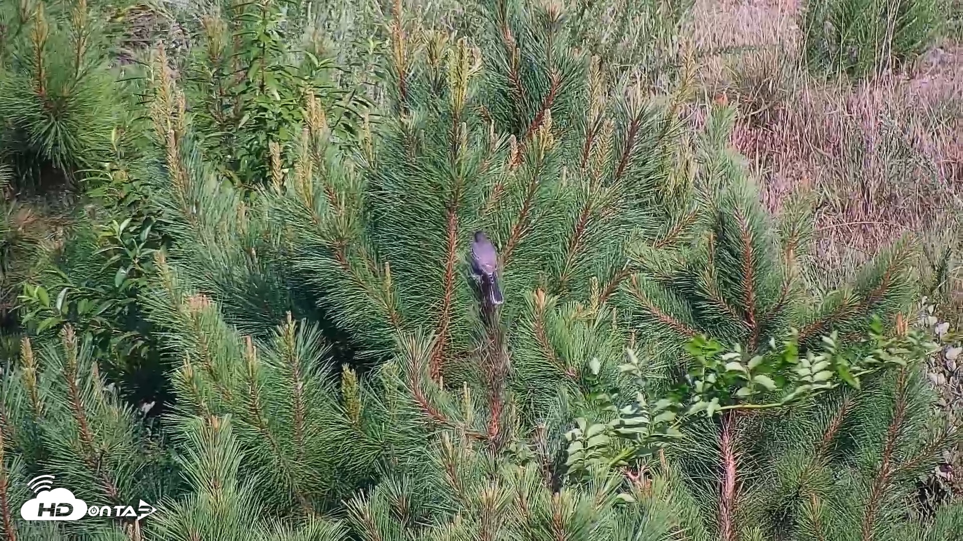 Snapshot of Hog Island Wildlife Management Area Live Cam taken Jul 14, 2025, 5:28pm EDT